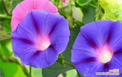 牵牛花的象征意义是什么？它代表了哪些文化特征？