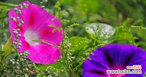 牵牛花的花语是什么?它的寓意和象征意义有哪些?