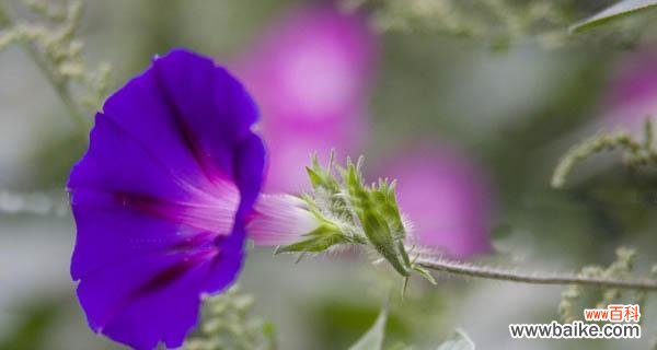 牵牛花的花语是什么?它的寓意和象征意义有哪些?