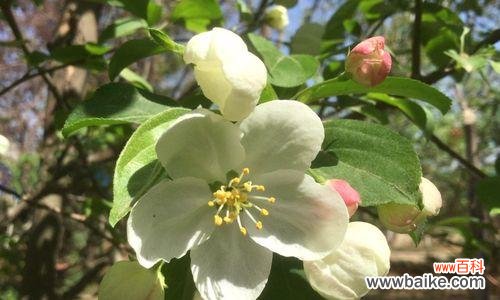 蔷薇亚科代表植物有哪些？常见植物种类解析？