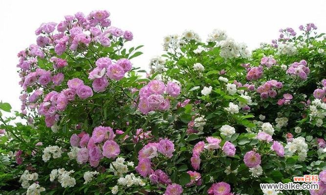 蔷薇亚科代表植物有哪些？常见植物种类解析？