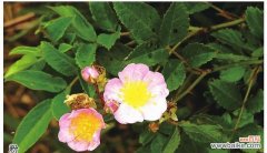 蔷薇亚科代表植物有哪些？常见植物种类解析？