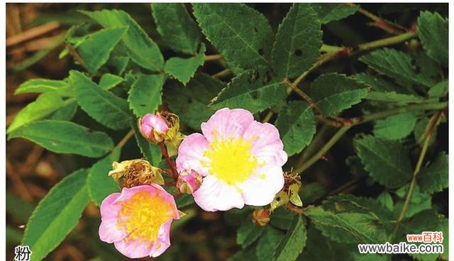 蔷薇亚科代表植物有哪些？常见植物种类解析？