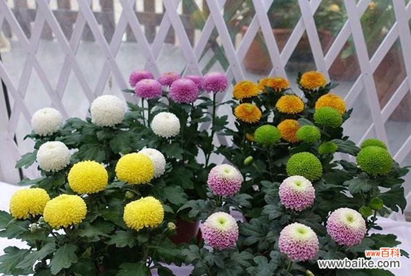 球菊的花语是什么？球菊的寓意有哪些常见问题？