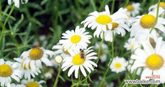 球菊的花语是什么？球菊的寓意有哪些常见问题？