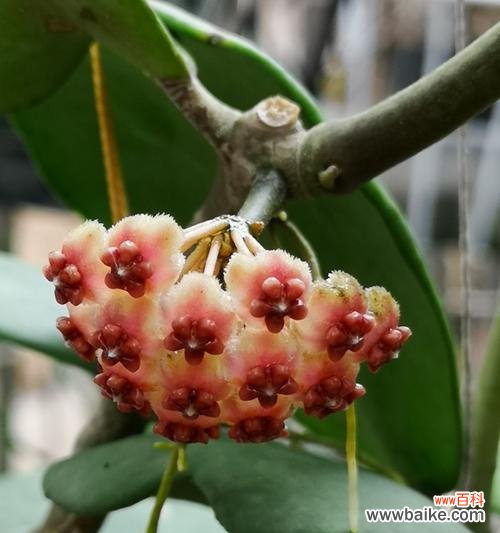 球兰开花预示着什么意思?如何正确解读球兰的花语?