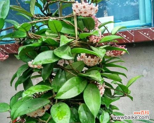 球兰开花预示着什么意思?如何正确解读球兰的花语?