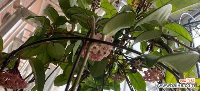 球兰开花预示着什么意思?如何正确解读球兰的花语?