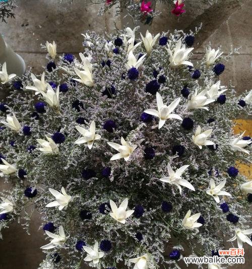 情人草的花语是什么?情人草寓意着什么含义?