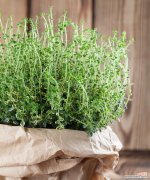 情人草的花语是什么？情人草寓意着什么含义？