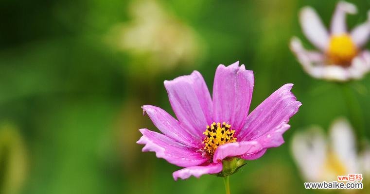 秋英的花语是什么？秋英寓意有哪些常见问题？