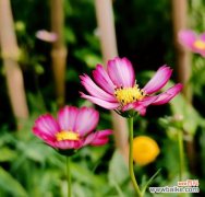 秋英的花语是什么？秋英寓意有哪些常见问题？