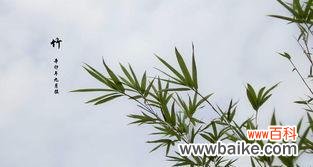 唤醒生命力的象征 竹子的寓意