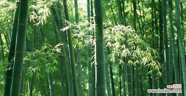 唤醒生命力的象征 竹子的寓意