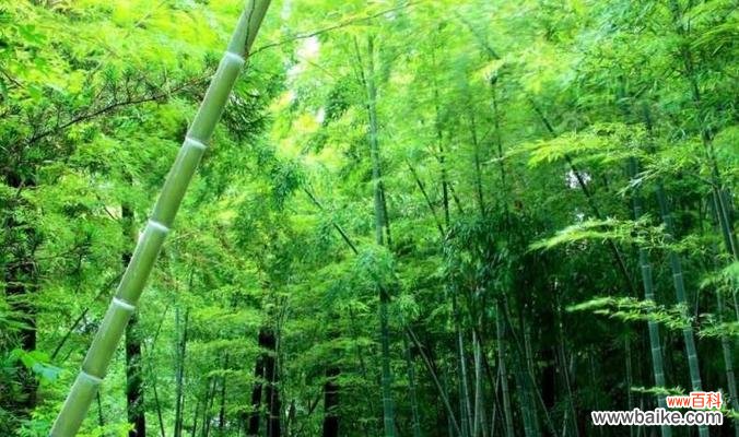 唤醒生命力的象征 竹子的寓意