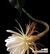 从昙花的特点和传说中寻找花语 解读昙花的花语