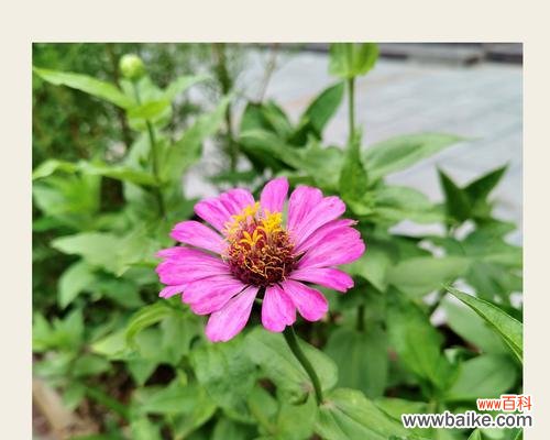 传递希望与喜悦 百日菊的花语