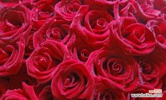 唯美浪漫的花语，红玫瑰传递爱的信仰 红玫瑰的意义与象征