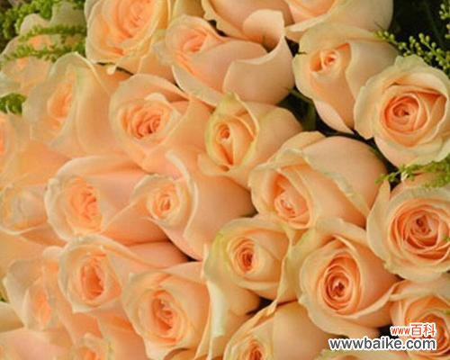 探究香槟玫瑰的情感寓意 十一朵香槟玫瑰的花语