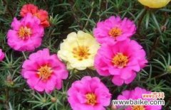 探秘这朵阳光般的花朵 太阳花的花语含义