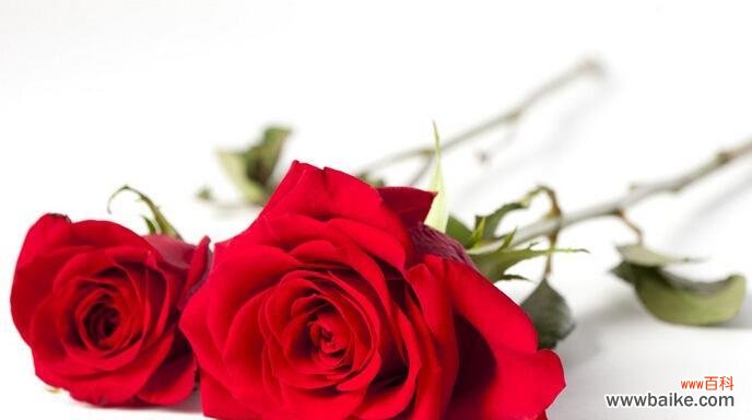 解读11朵玫瑰的含义，了解送花礼仪 送11朵玫瑰的意义
