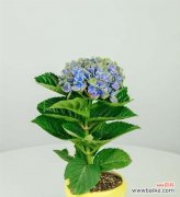 探索绣球花的意义与文化 绣球花花语大全