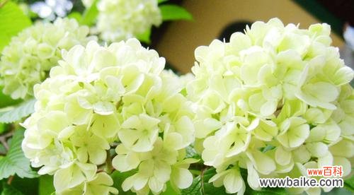 探索绣球花的意义与文化 绣球花花语大全