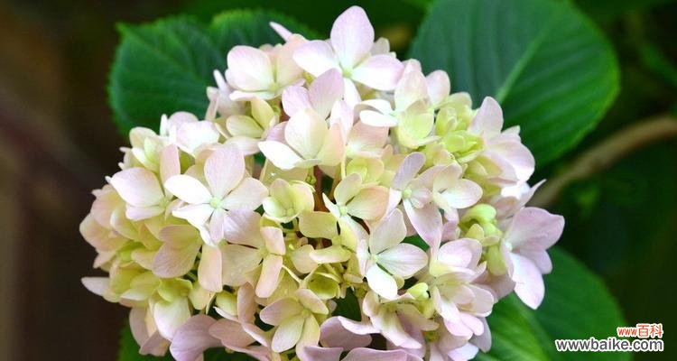 探索绣球花的意义与文化 绣球花花语大全