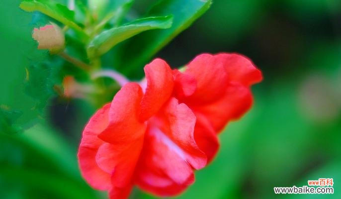 妩媚多姿，寓意美好 赏析凤仙花花语