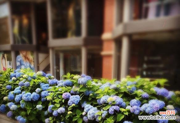 探秘花的神秘色彩与内涵 花的花语与意义