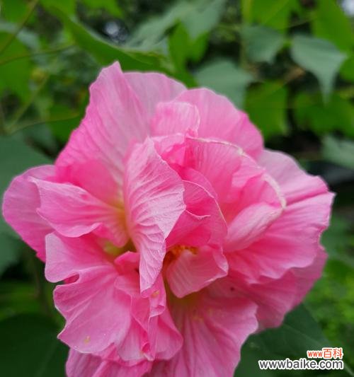 探寻芙蓉的美丽与意义 芙蓉的花语与内涵