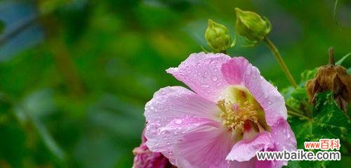 传递爱与美的花语 芙蓉花的花语及其象征意义