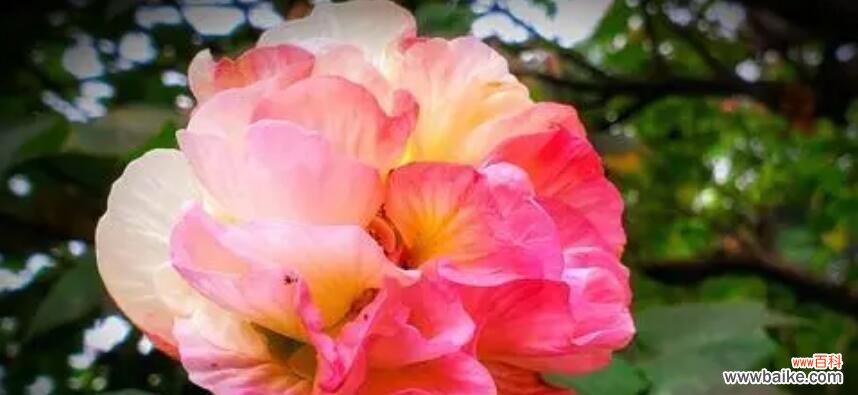 传递爱与美的花语 芙蓉花的花语及其象征意义