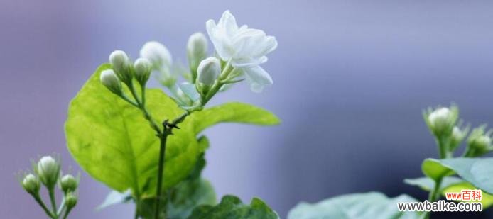 探索茉莉花的美丽与情感魅力 茉莉花的花语与意义