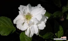 倾诉爱恋 荼蘼花语