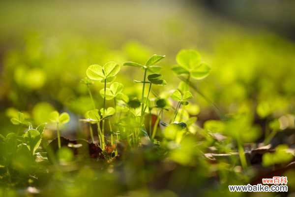 酢浆草徒长要怎么处理