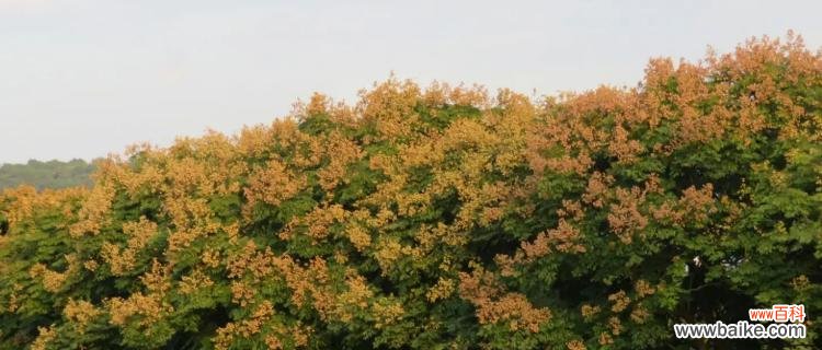 以栾树花语为窗口 栾树花语