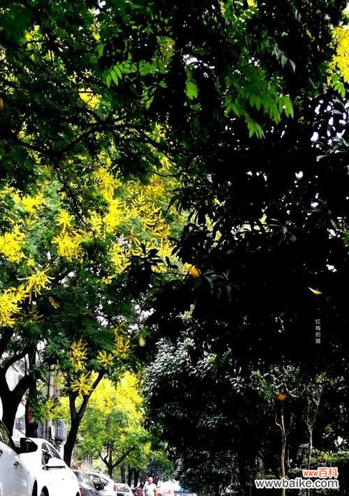 以栾树花语为窗口 栾树花语