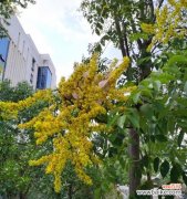 探寻栾树的象征意义及启示 栾树寓意与人生之道