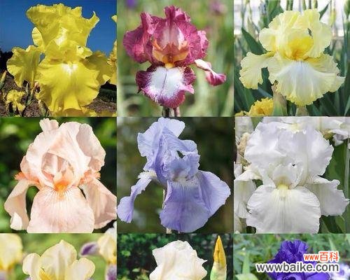 探寻鸢尾花的神秘之语 鸢尾花的花语与意义