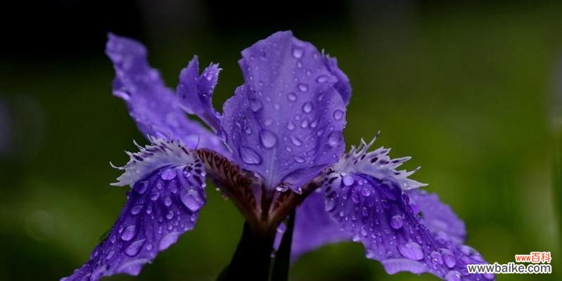 探寻鸢尾花的神秘之语 鸢尾花的花语与意义