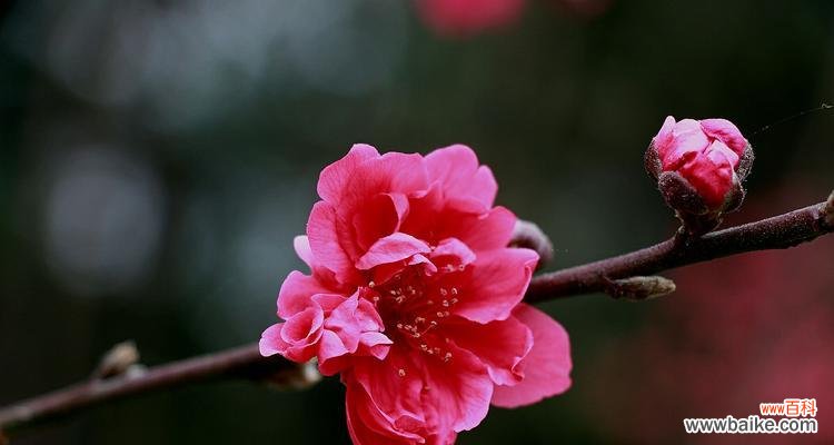揭开桃花传说的神秘面纱 桃花传说与花语