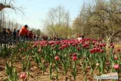 郁金香茎短花小是怎么回事