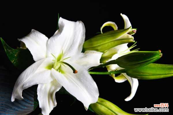 百合花花苞长不好怎么办