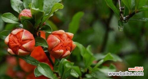 石榴开花时间是什么时候？石榴花的花语寓意有哪些？