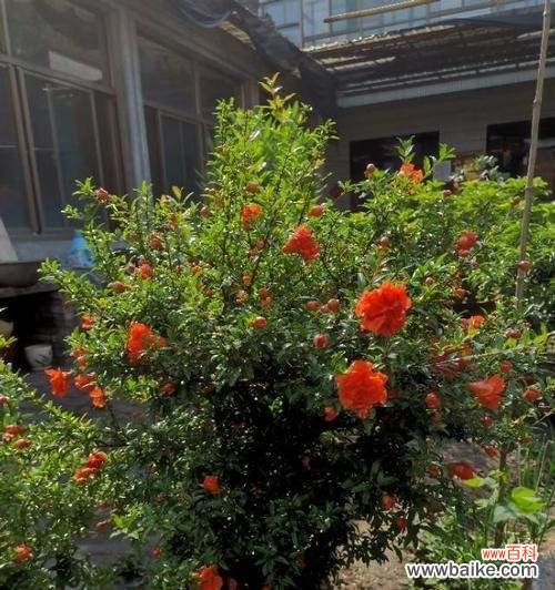 石榴树象征着什么意义？石榴树的寓意和象征有哪些？