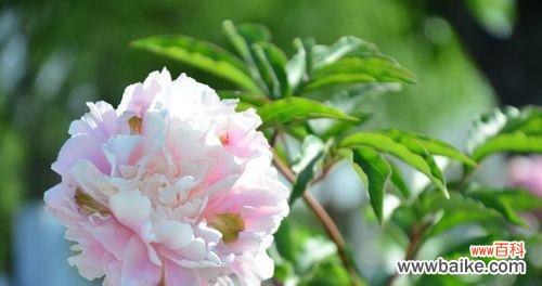 芍药花代表什么意思？如何解读芍药花的花语含义？