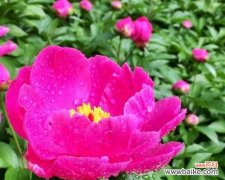 芍药花的花语是什么含义？如何正确解读？