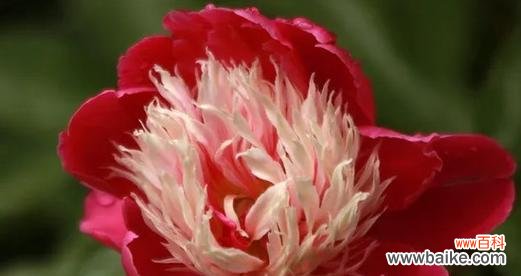 芍药花的花语是什么含义？如何正确解读？