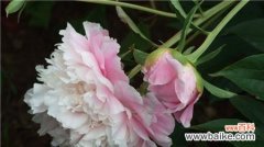 芍药花的寓意和象征是什么？如何正确解读？